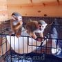 masculi și femele maimuțe veveriță numai pentru adopție